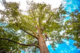 Best Arborist Consultation Services  in Cupertino, CA