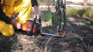 Best Tree Disease Treatment  in Cupertino, CA