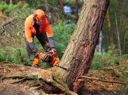 Seasonal Cleanup (Spring/Fall) in Cupertino, CA